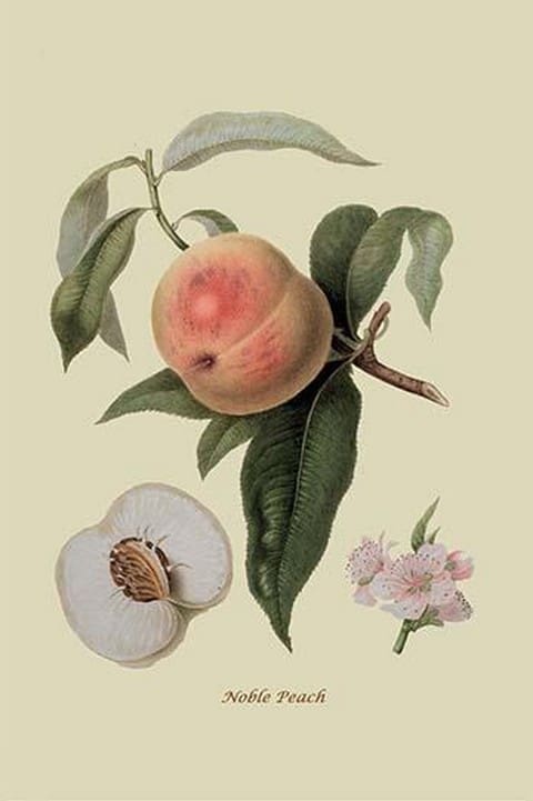 Noble Peach by William Hooker #2 - Art Print