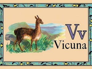 Vicuna - Art Print