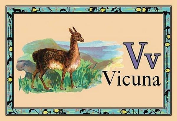 Vicuna - Art Print
