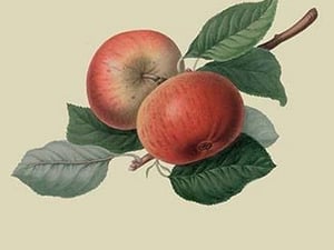 Fearn's Pippin - Apple by William Hooker - Art Print