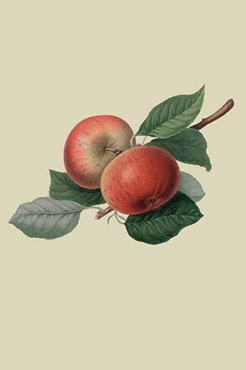 Fearn's Pippin - Apple by William Hooker - Art Print
