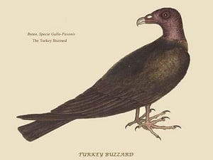 Turkey Buzzard by Mark Catesby - Art Print