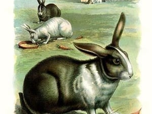 The Rabbit - Art Print