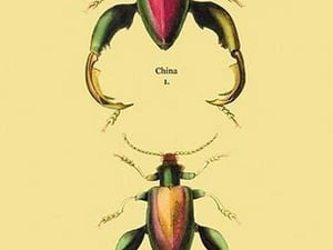 Beetle: Chinese Sagra Buquetu #2 by Sir William Jardine - Art Print