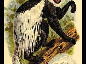 The White-Tailed Guereza by G.R. Waterhouse - Art Print