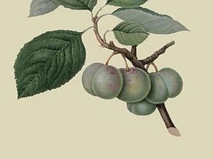 Green Gage Plum by William Hooker - Art Print