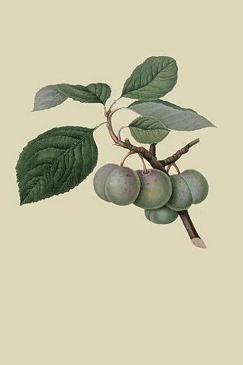 Green Gage Plum by William Hooker - Art Print