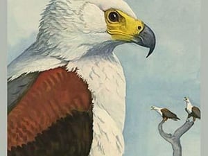 African Sea Eagle by Louis Agassiz Fuertes #2 - Art Print