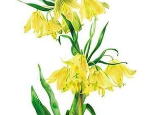 Fritillaria Askabadensis by H.G. Moon - Art Print