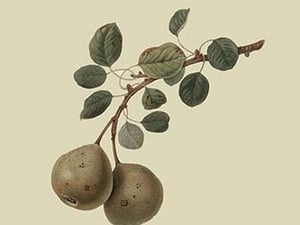 Aston Town Pear by William Hooker #2 - Art Print