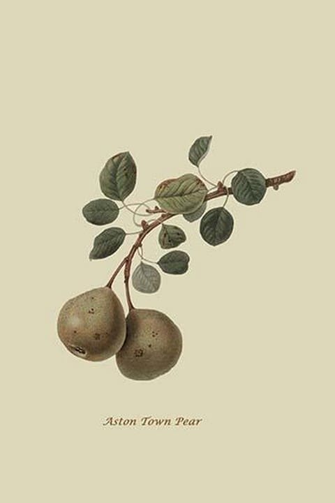 Aston Town Pear by William Hooker #2 - Art Print