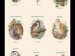 Birds of Prey - Owls - Vertical Classroom Poster II by John Gould - Art Print