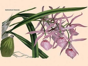 Orchid: Epidendrum Namorale - Art Print