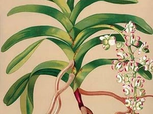 Aerides Quinquevulnera by H.G. Moon - Art Print
