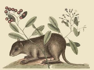 Bahama Coney by Mark Catesby - Art Print