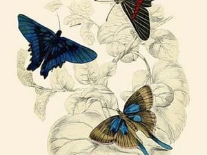 European Butterflies & Moths by James Duncan 7 - Art Print