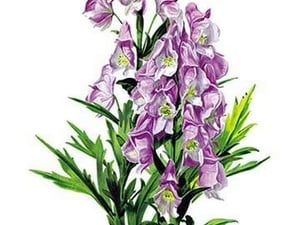 Aconitum Fischeri by H.G. Moon - Art Print