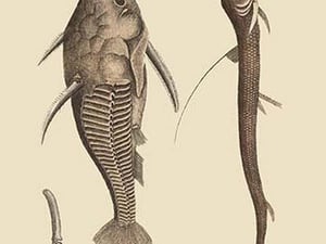 Catfish & Viper by Mark Catesby - Art Print