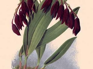 Orchid: Pleurothallis-Roezli by William Forsell Kirby - Art Print