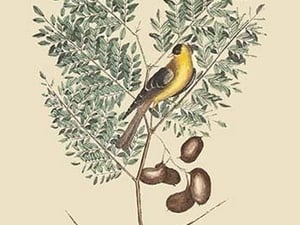 American Goldfinch by Mark Catesby #2 - Art Print
