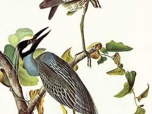 Yellow Crowned Night Heron & Little Blue Heron by John James Audubon - Art Print