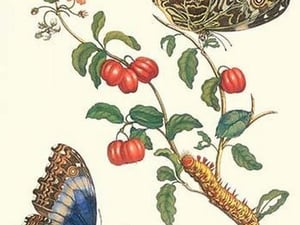 Barbados Cherry Tree with a Moth by Maria Sibylla Merian - Art Print
