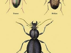 Beetles of Senegal