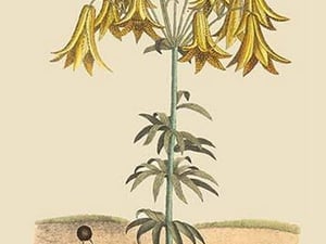 Dung Eating Beetles by Mark Catesby #2 - Art Print