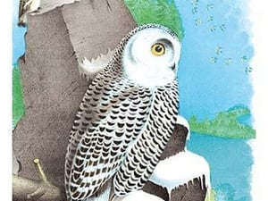 The Snow Owl by Theodore Jasper - Art Print