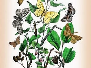 Moths: Metrocampa Margaritaria