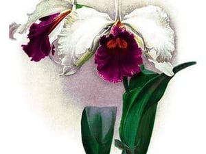 Laelio-Cattleya Rex by H.G. Moon - Art Print