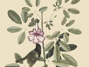Bahama Sparrow by Mark Catesby - Art Print