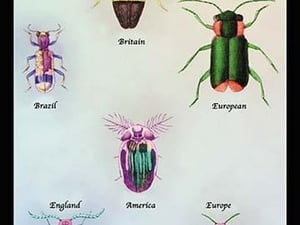 Beetles of America