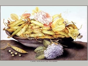 A Bowl with Pears and Two Roses by Giovanna Garzoni - Art Print
