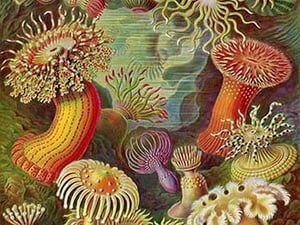 Actiniae by Ernst Haeckel - Art Print
