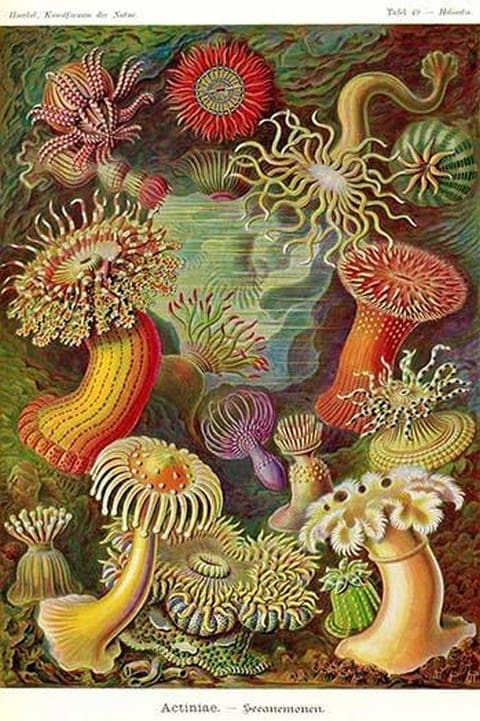 Actiniae by Ernst Haeckel - Art Print