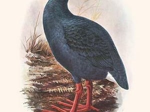 Apterornis Coerulescens by Lionel Walter Rothschild - Art Print