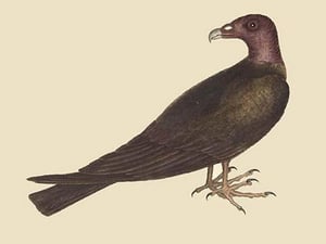 Turkey Buzzard by Mark Catesby #2 - Art Print