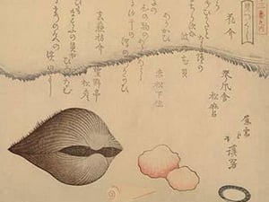 Clams by Hokkei Totoya - Art Print