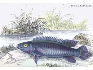 Cychla Fasciata by Robert H. Schomburgk - Art Print