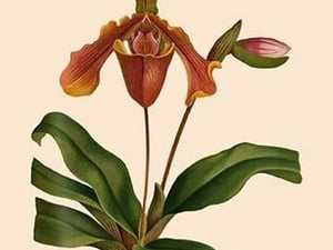 Orchid: Cypripedium Lathianum by William Forsell Kirby - Art Print