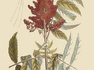 Vespa Ichneumon Tripilis or Fly Pennsylvania by Mark Catesby #2 - Art Print