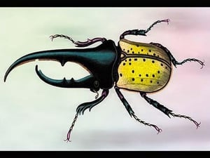 Horned Beetle by Sir William Jardine - Art Print