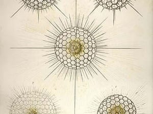 Heliosphaera by Ernst Haeckel - Art Print