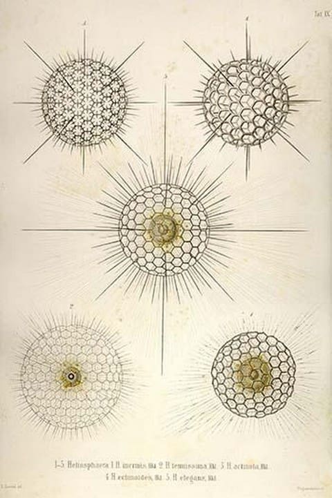 Heliosphaera by Ernst Haeckel - Art Print