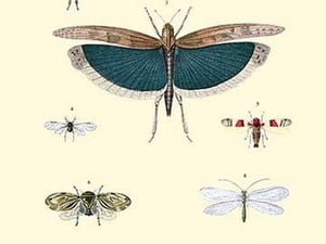 Insect Study #3 - Art Print
