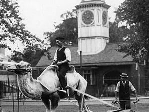 Working Camel