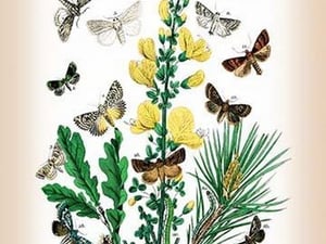 Moths: Dipthera Ludifica