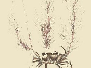 Sand Crab by Mark Catesby - Art Print