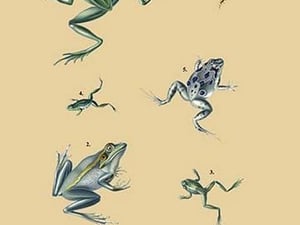 Grenouille Papoue (Frogs) et al. - Art Print